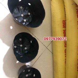 bầu ươm cây sơn tây