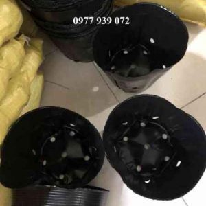 Bầu ươm cây sontay