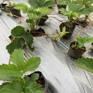 bầu ươm dâu tây