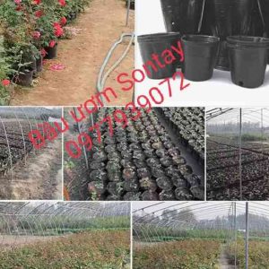 Xưởng bầu ươm cây