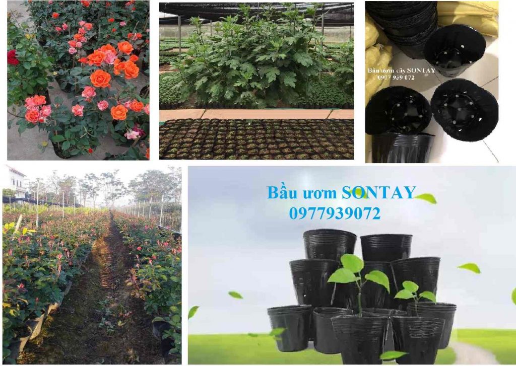 Bầu ươm cây - Chậu nhựa mềm