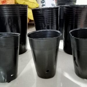 Bầu ươm sầu riêng - chậu nhựa trồng cây