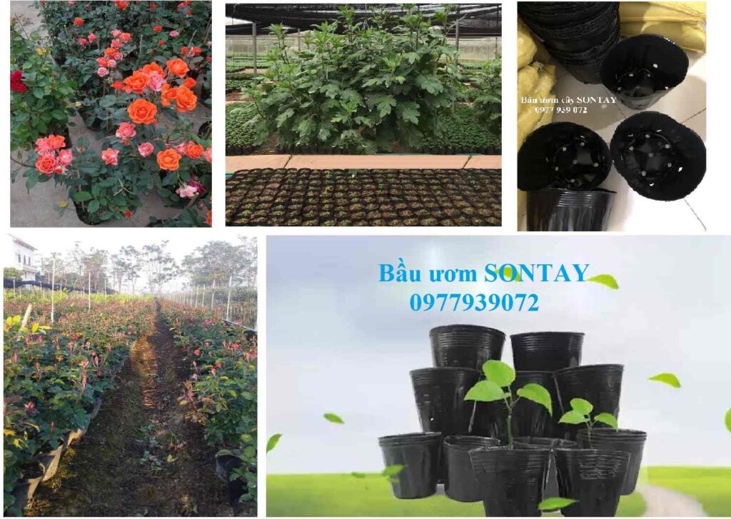 Chậu nhựa trồng cây cảnh