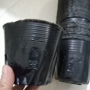 Bầu ươm cây mã 13x12